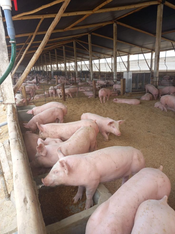 Pig Farm